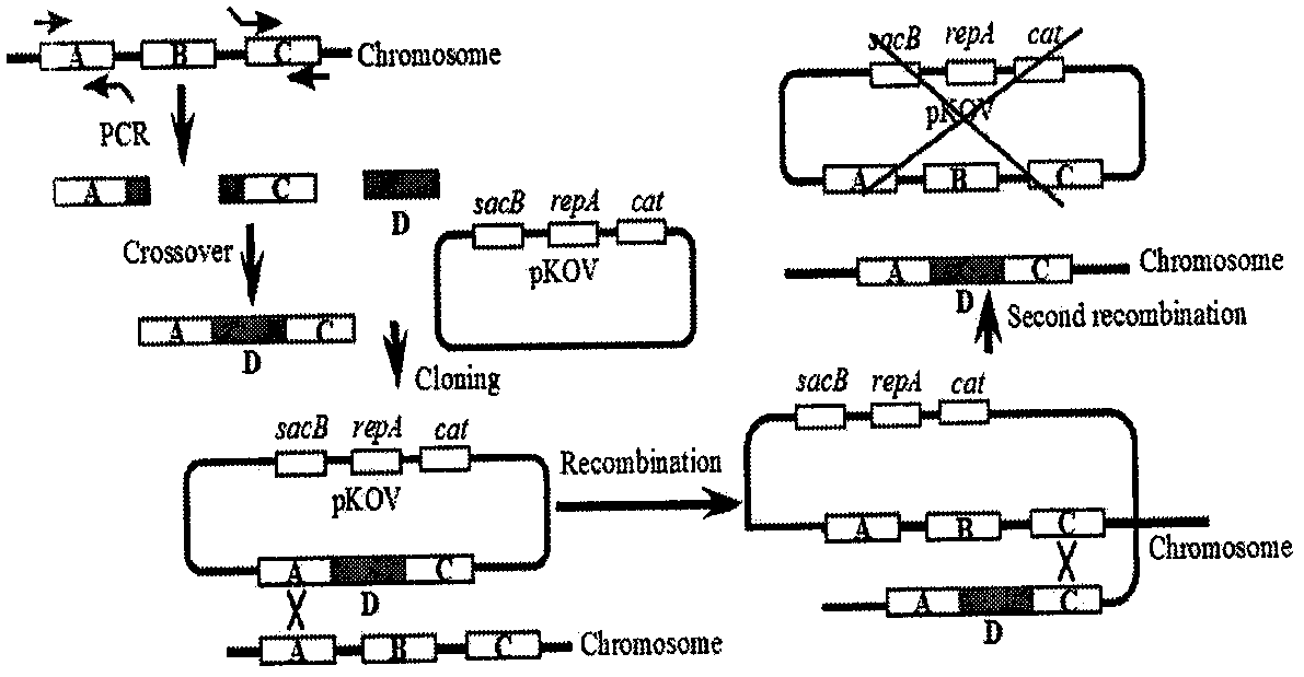 A strain of Escherichia coli that detects lead