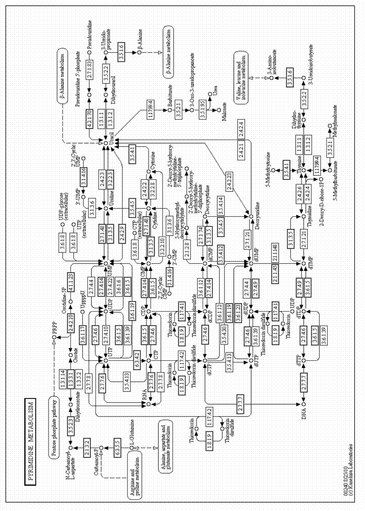 Cordyceps Chinese Hirsutella uridylate-cytidylate kinase, coding gene and application thereof