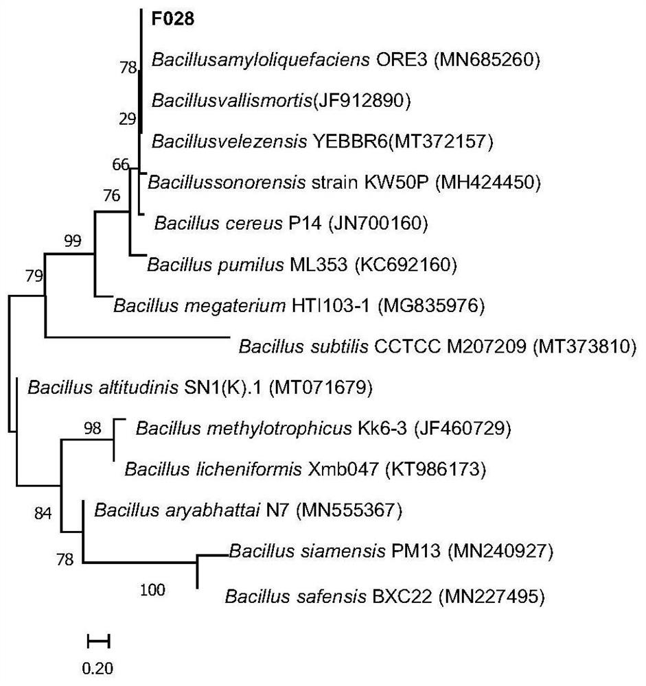 A strain of Bacillus amyloliquefaciens, bacterial agent and its preparation method and application