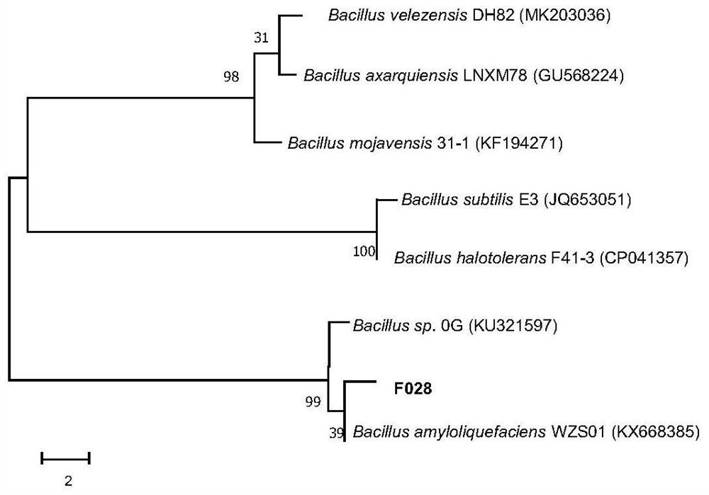 A strain of Bacillus amyloliquefaciens, bacterial agent and its preparation method and application