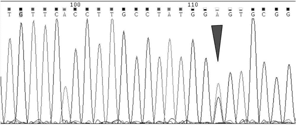 Creation method and application of rice ordinary nuclear sterile line