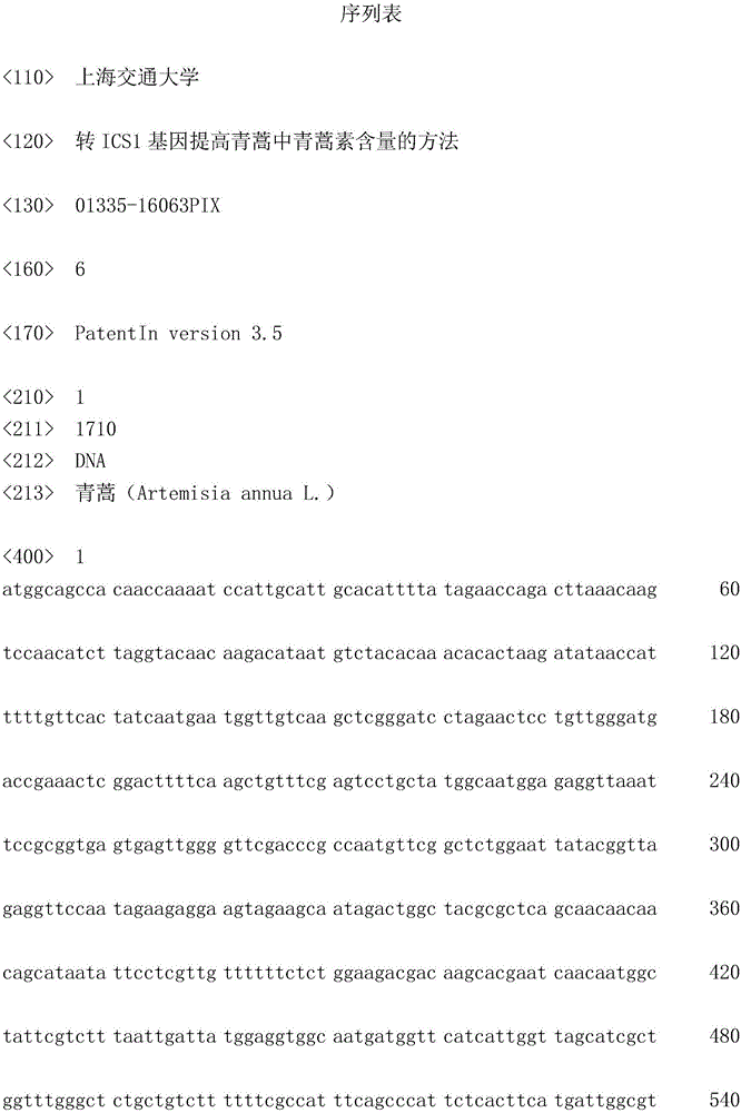 Method for increasing content of artemisinin in artemisia annua through ICS1 gene transferring