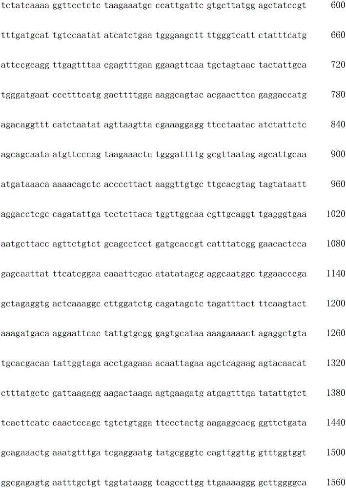 Method for increasing content of artemisinin in artemisia annua through ICS1 gene transferring