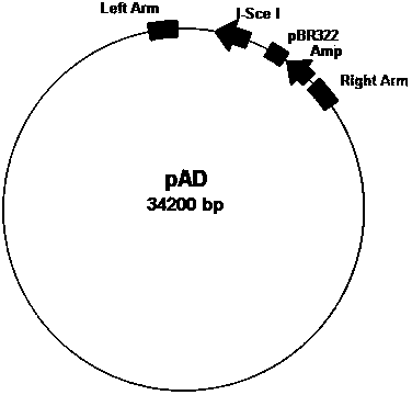 Adenovirus vector and production method for same