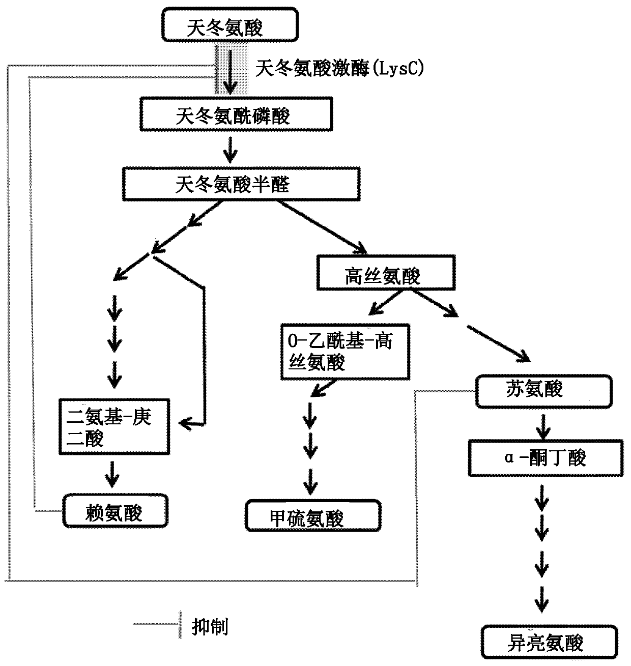 Novel aspartokinase mutant and method for production of l-amino acid using same