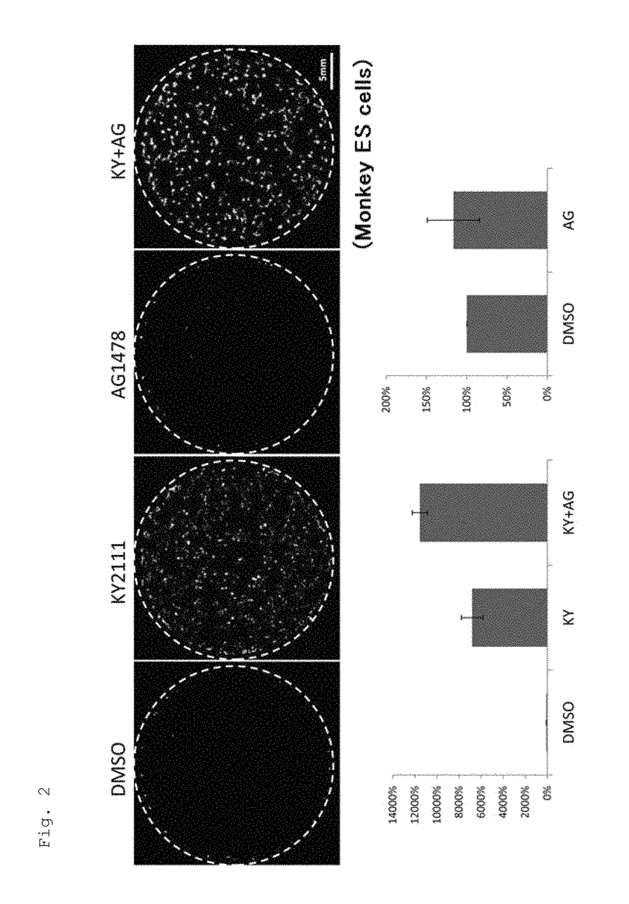 Composition for promoting cardiac differentiation of pluripotent stem cell comprising EGFR inhibitor