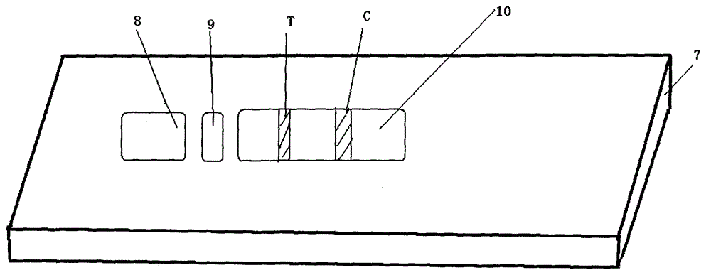 Test paper card for testing Brucella antibody through competition method