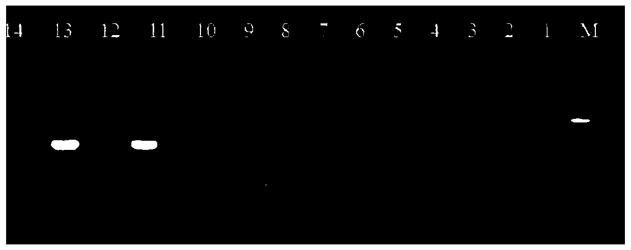 Tomato-resistant meloidogyne incognita related gene and application thereof