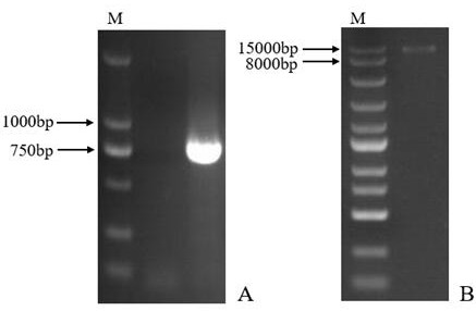 Lilium regale inducible promoter PD1 and application thereof