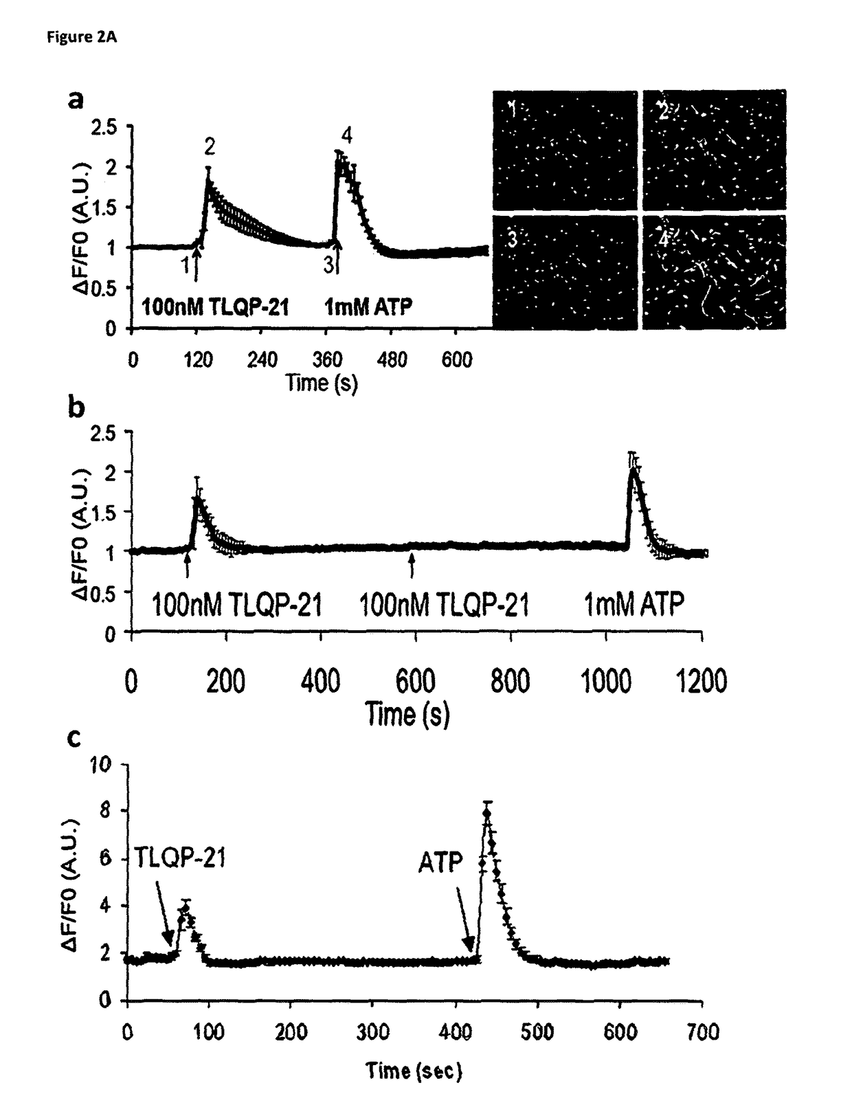 Methods of treating pain by inhibition of VGF activity