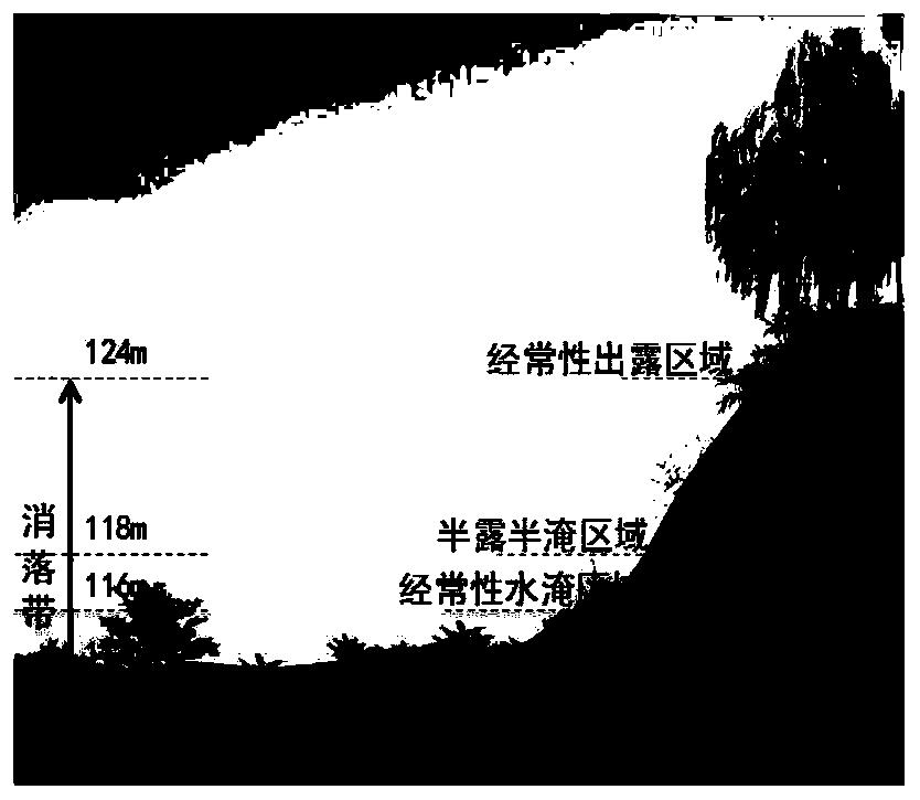 Restoration method of half-exposed and half-submerged area in reservoir fluctuating zone steep gradient land