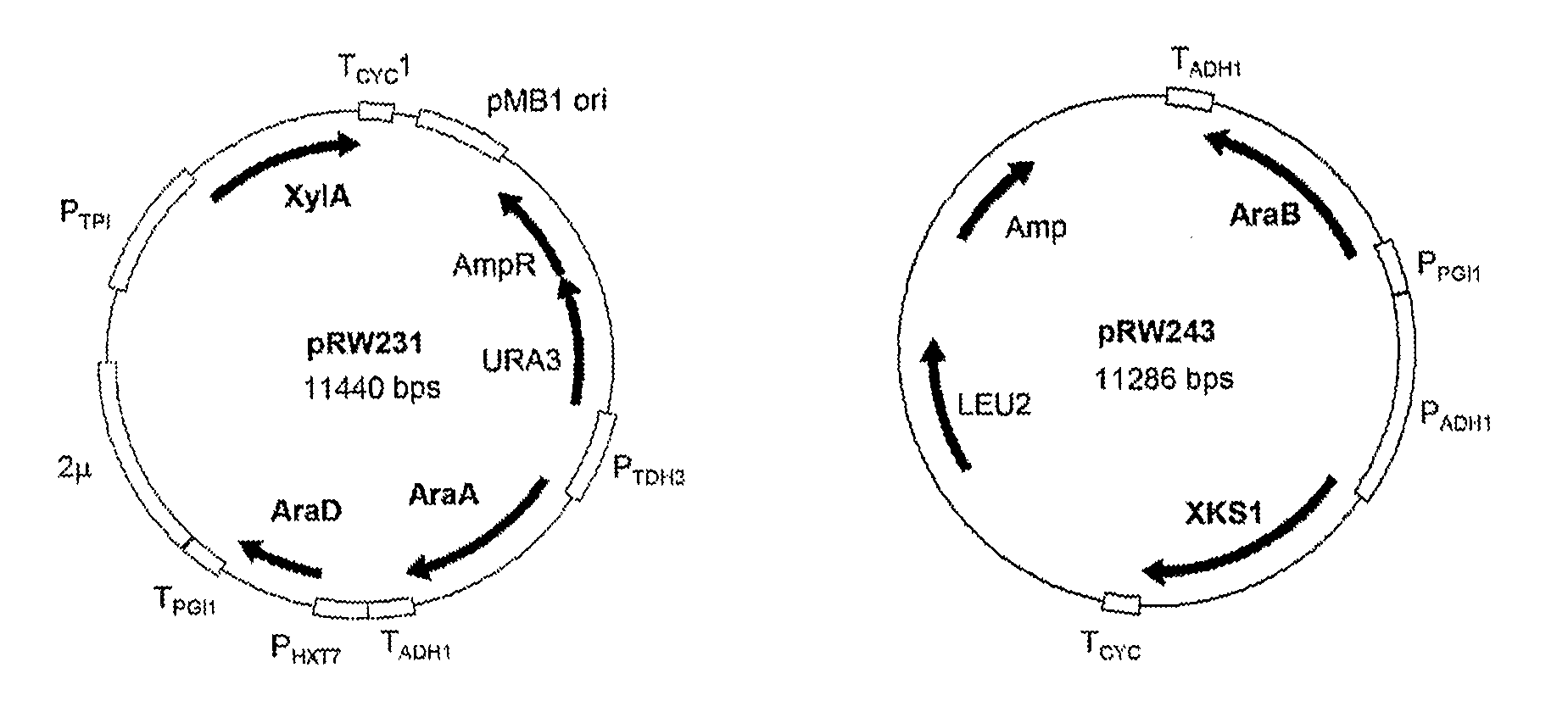 Metabolic engineering of arabinose-fermenting yeast cells