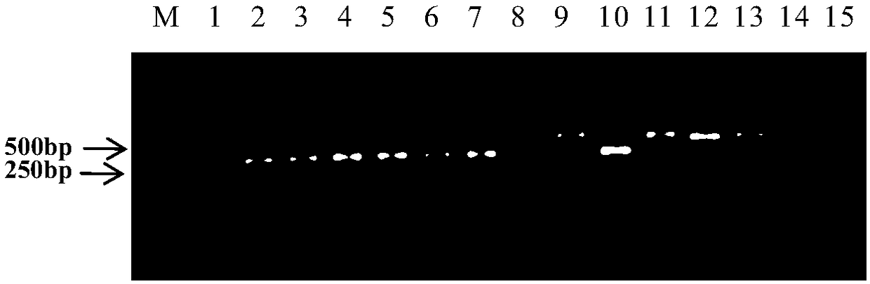 PCR (Polymerase Chain Reaction) primer and method for identifying different subgroups of bacterial fruit blotch of melons