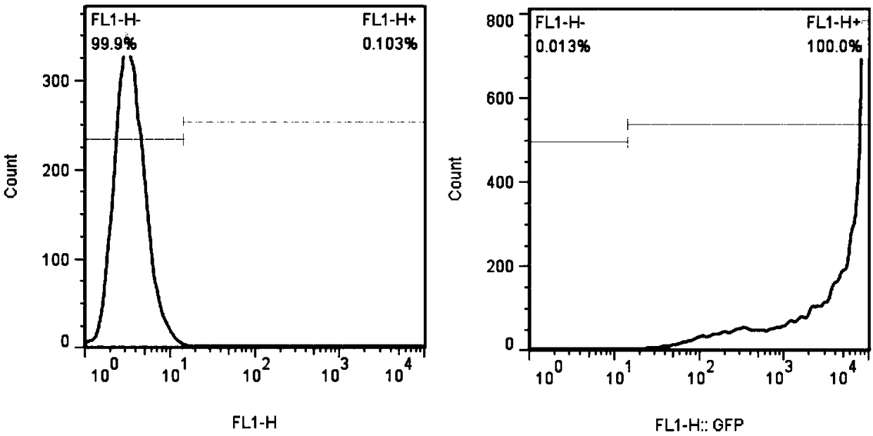 Target cell for inspecting killing effect of CAR-T (chimeric antigen receptor T) cell as well as preparation method and application thereof