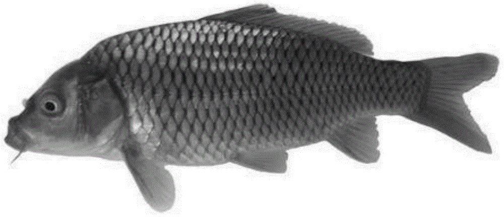 Method for distant hybridization between subfamilies of cyprinus carpio and megalobrama amblycephala