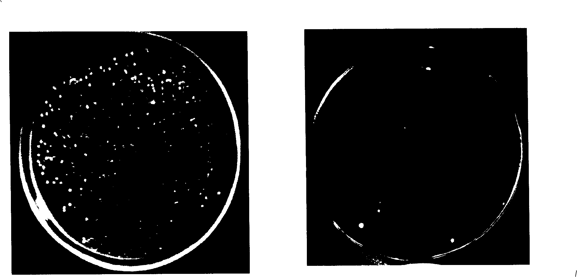 Optimizing method of high temperature resistant distillery yeast