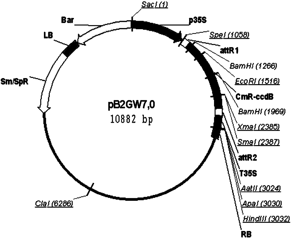 NAC membrane-bound transcription factor gene gmntl1 in soybean Williams 82 and its application