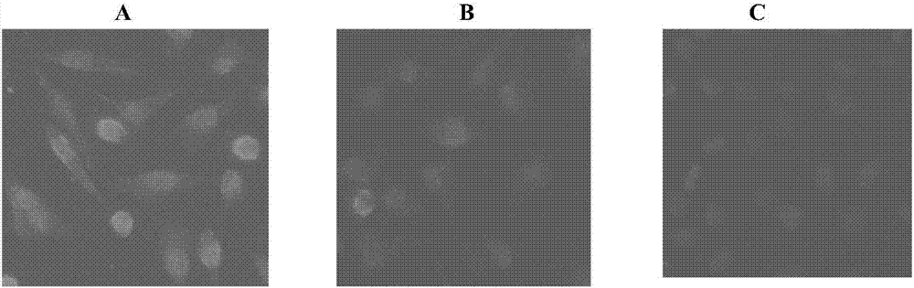 Corn stigma polysaccharide combined drug preparation