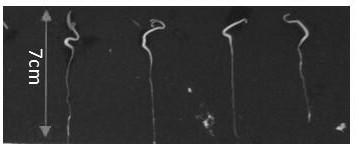 A method for identifying the authenticity and purity of pepper male sterile three-line hybrids based on indel molecular markers