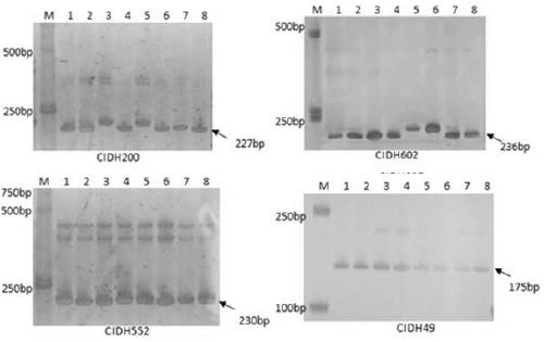 A method for identifying the authenticity and purity of pepper male sterile three-line hybrids based on indel molecular markers