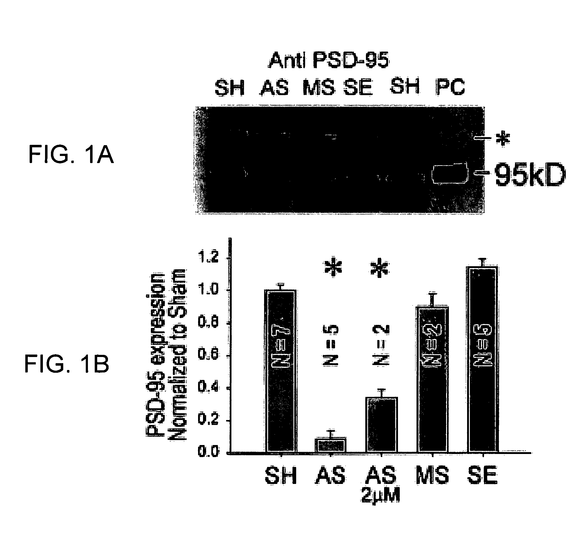 Method of screening peptides useful in treating traumatic injury to the brain or spinal cord