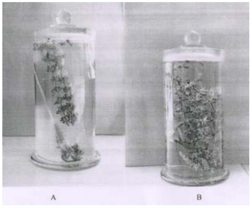 Method for preparing tropical plant preserving humid preparation