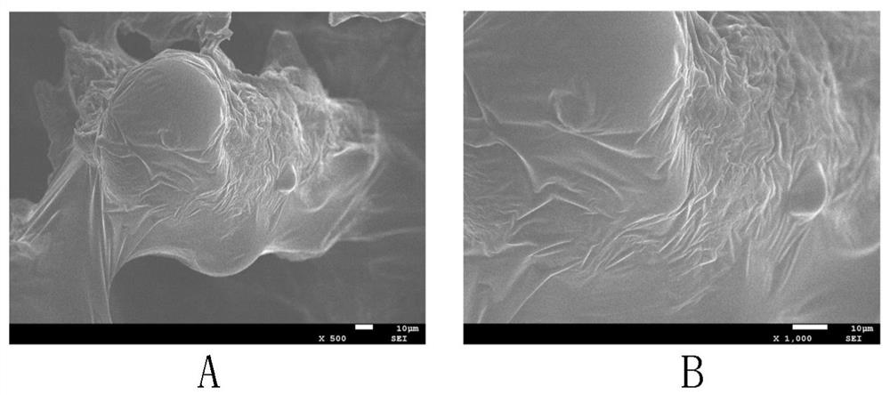 Preparation method of modified konjac glucomannan loaded copper sustained-release agent and its application in water bloom control