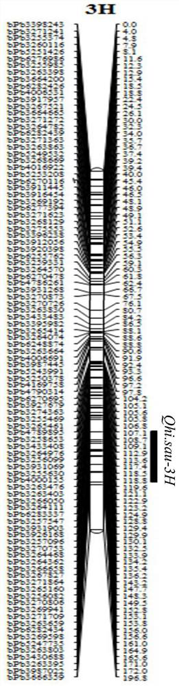 A molecular marker and application of qtl loci for improving barley harvest index under low phosphorus conditions