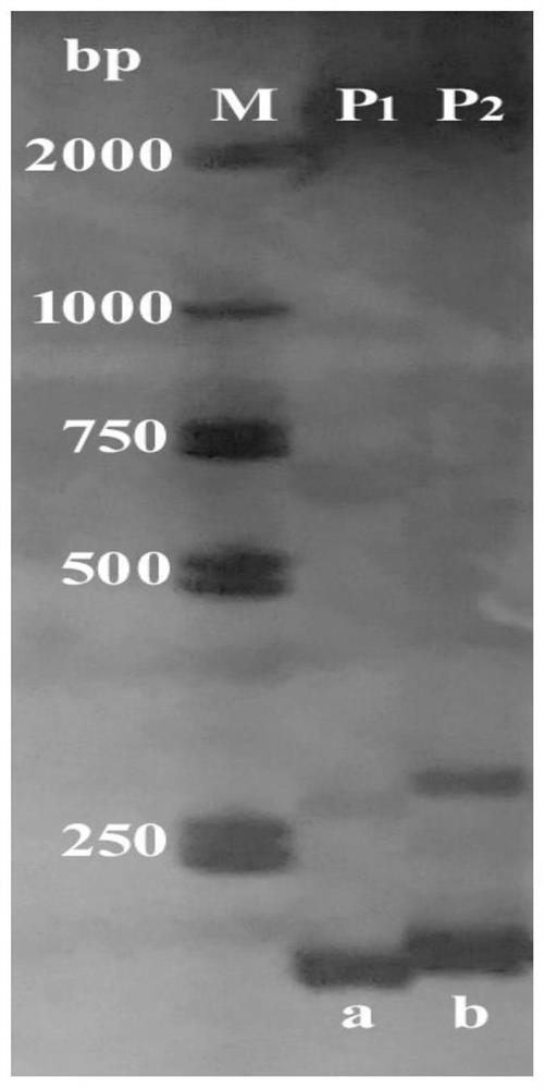 A molecular marker and application of qtl loci for improving barley harvest index under low phosphorus conditions