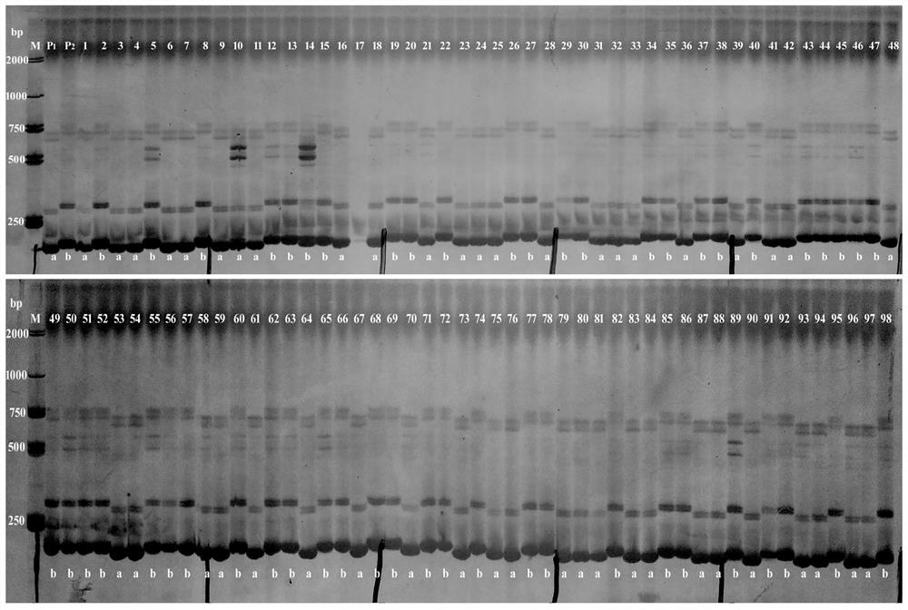 A molecular marker and application of qtl loci for improving barley harvest index under low phosphorus conditions