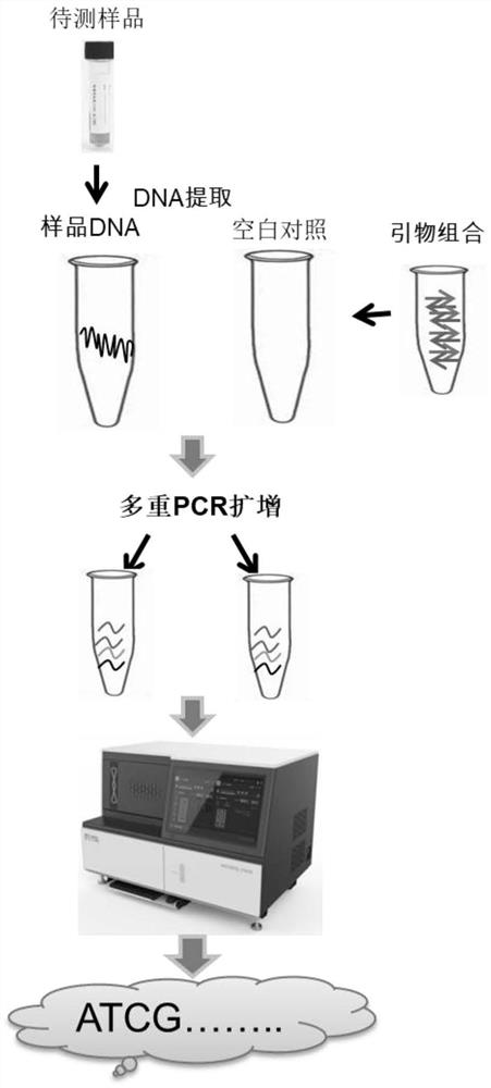 MNP marker site of herpes simplex virus, primer composition, kit and application of MNP marker site