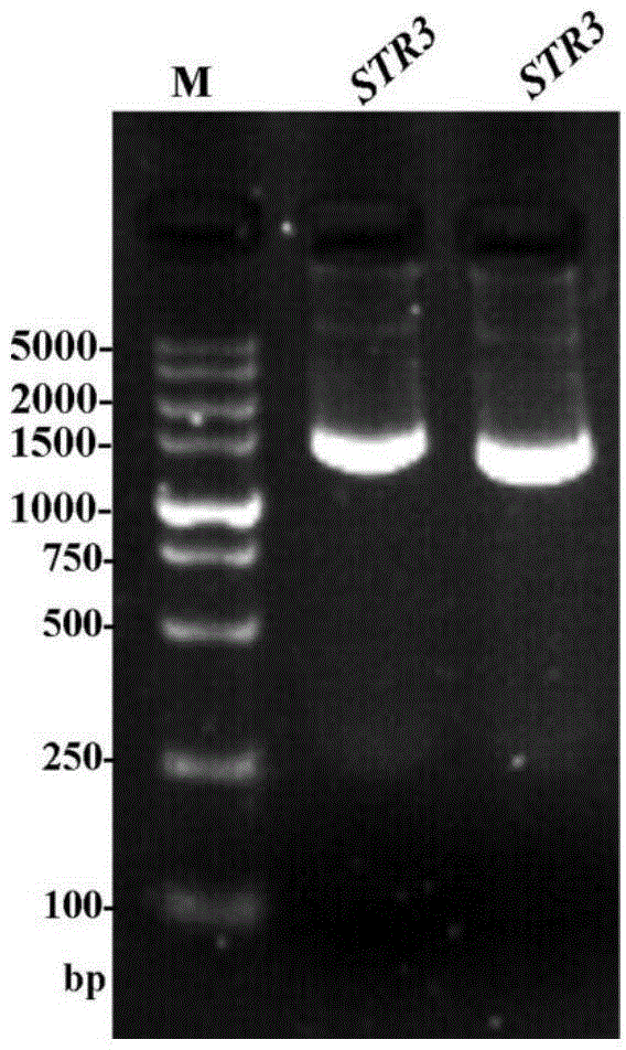 Methionine lyase, as well as encoding gene and biosynthesis method thereof