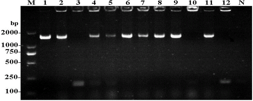 Methionine lyase, as well as encoding gene and biosynthesis method thereof