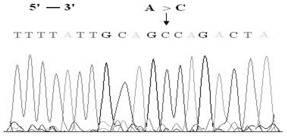 RhD-T163P mutant and detection thereof