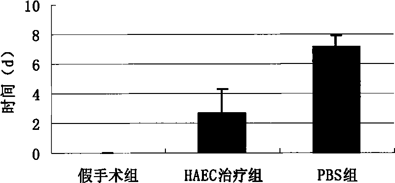 Application of amniotic epithelial cells and cell preparations thereof