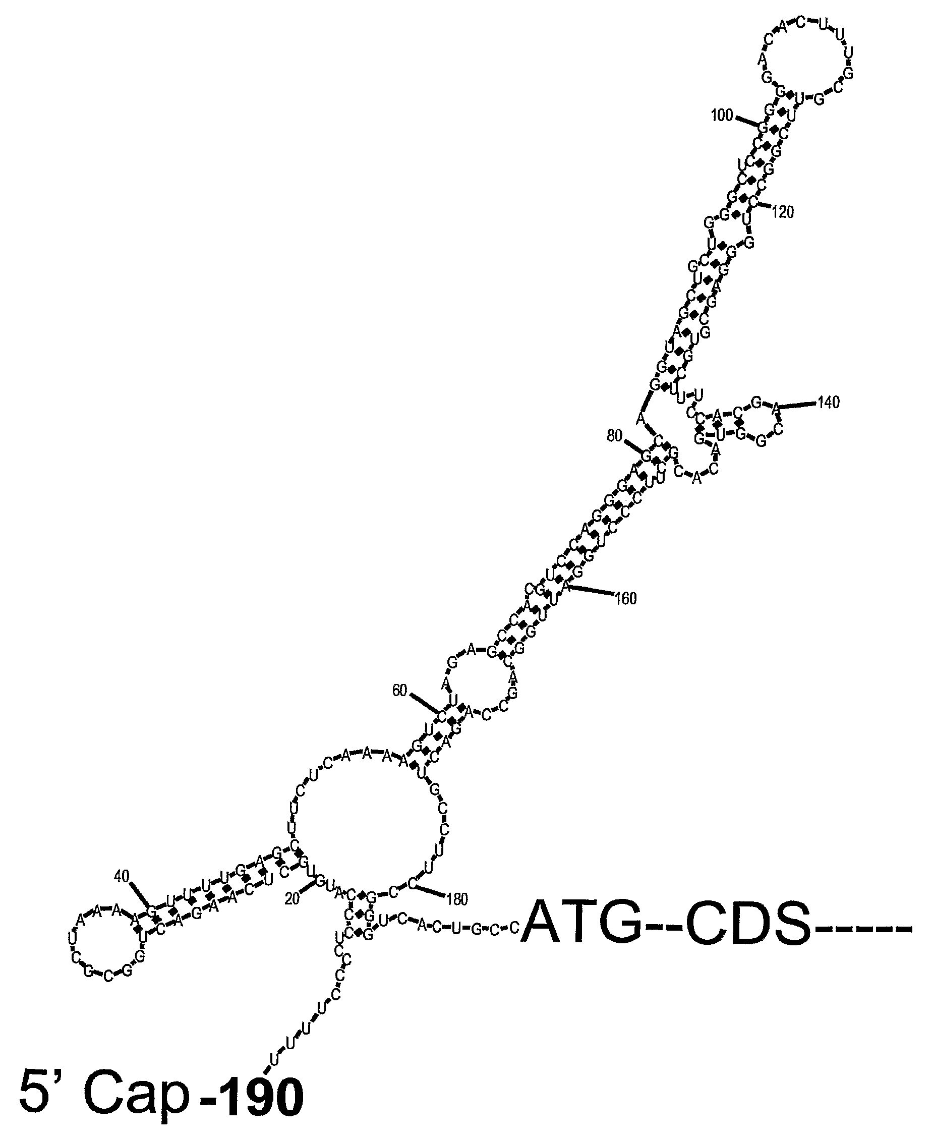 METHODS FOR REGULATION OF p53 TRANSLATION AND FUNCTION