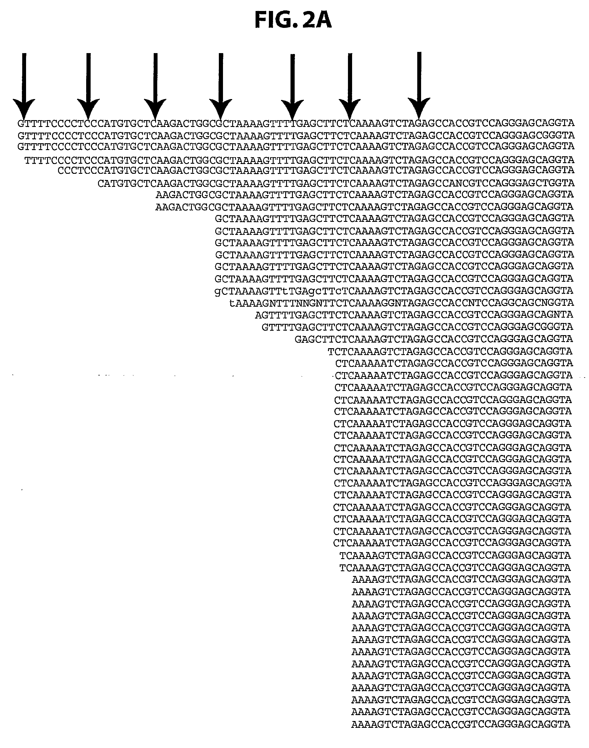 METHODS FOR REGULATION OF p53 TRANSLATION AND FUNCTION