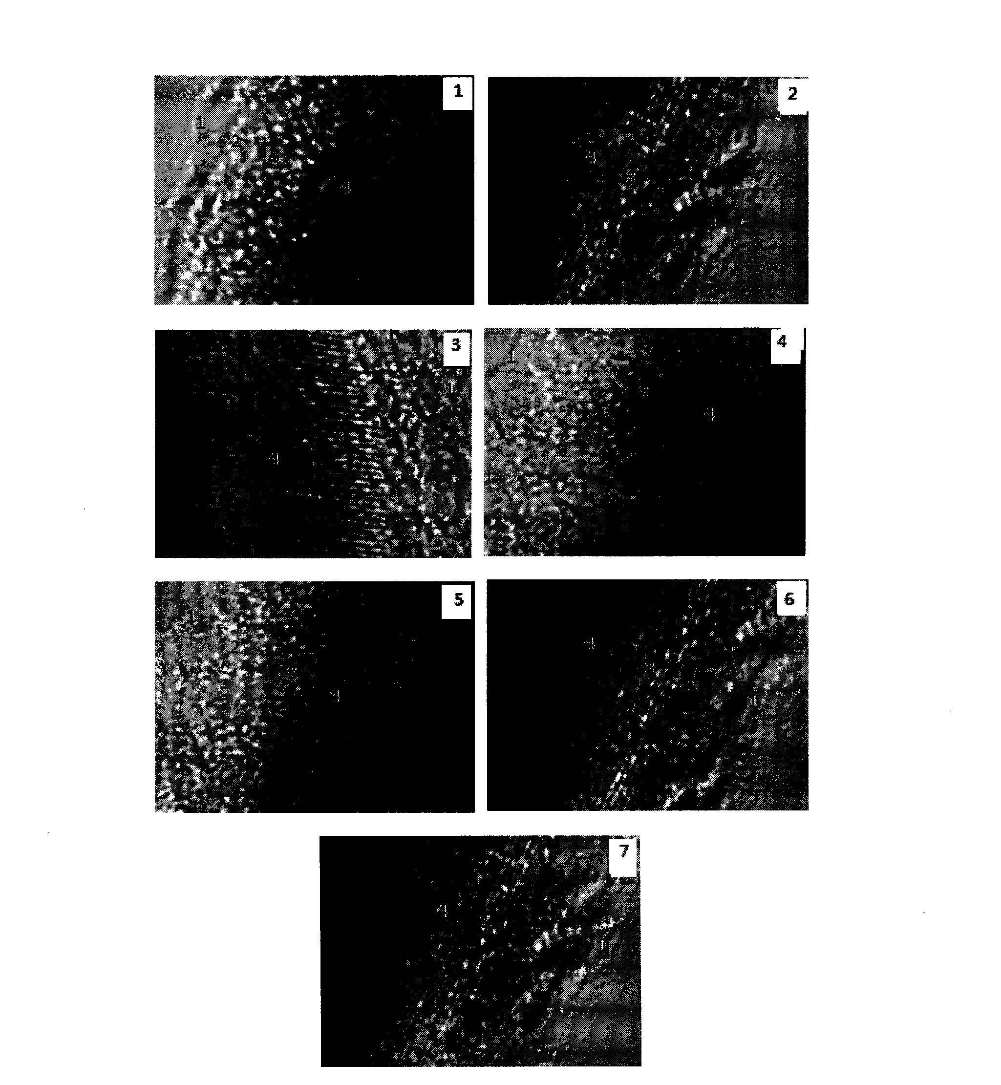 Inorganic coating method for titanium dioxide