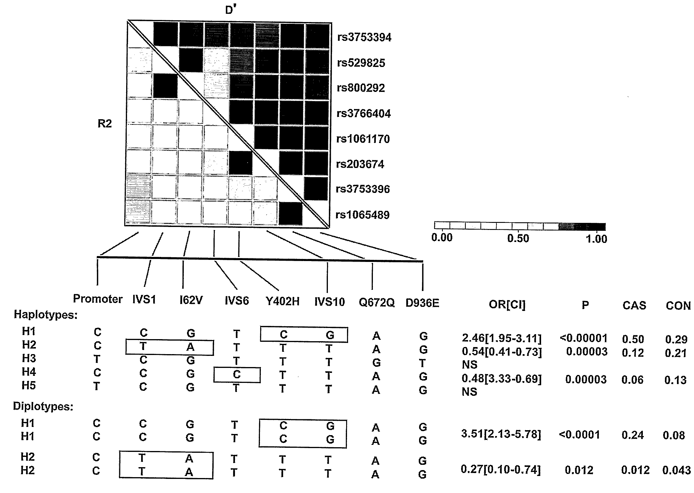 Methods and reagents for treatment and diagnosis of age-related macular degeneration