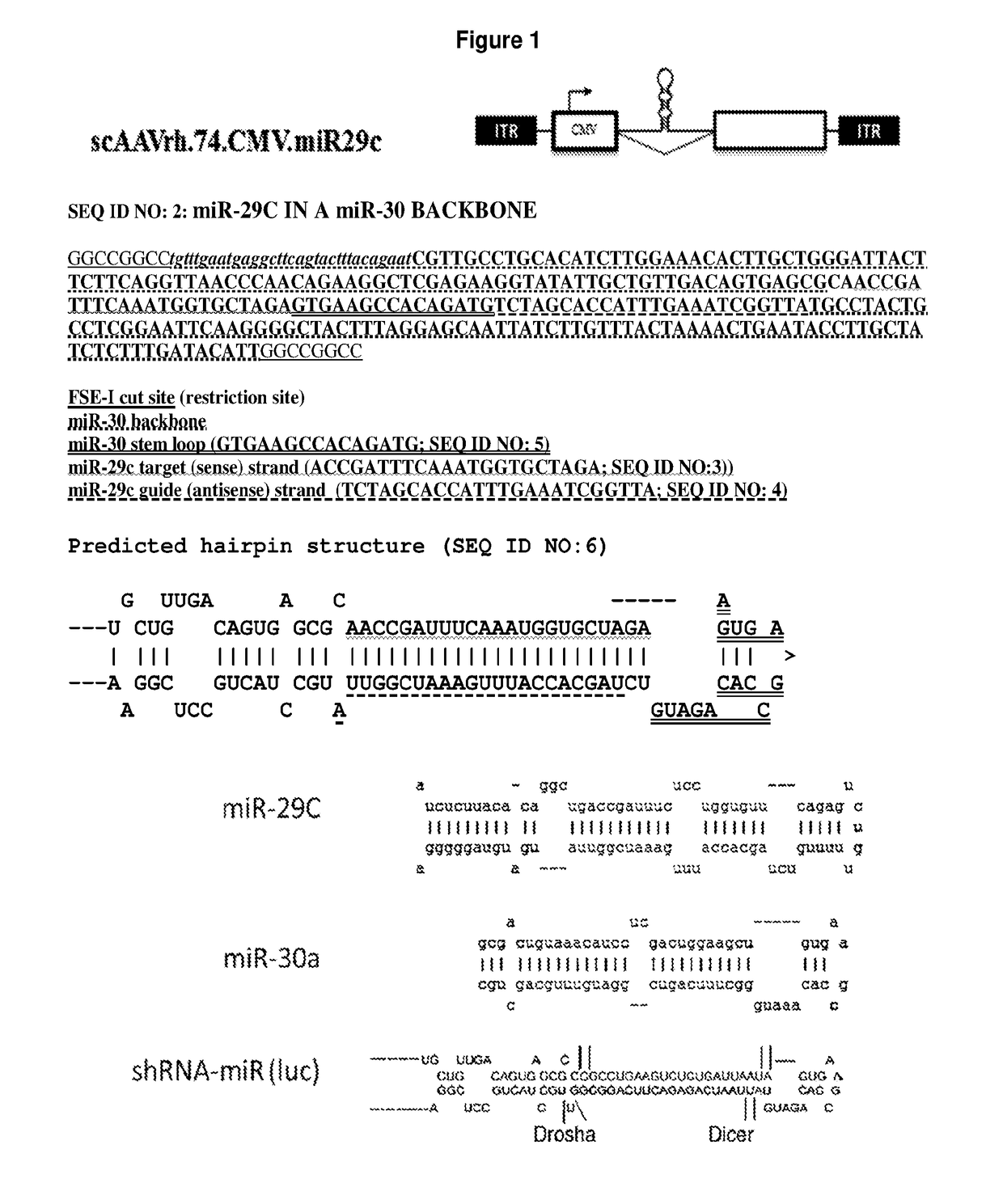 Adeno-associated virus vector delivery of microrna-29 and micro-dystrophin to treat muscular dystrophy