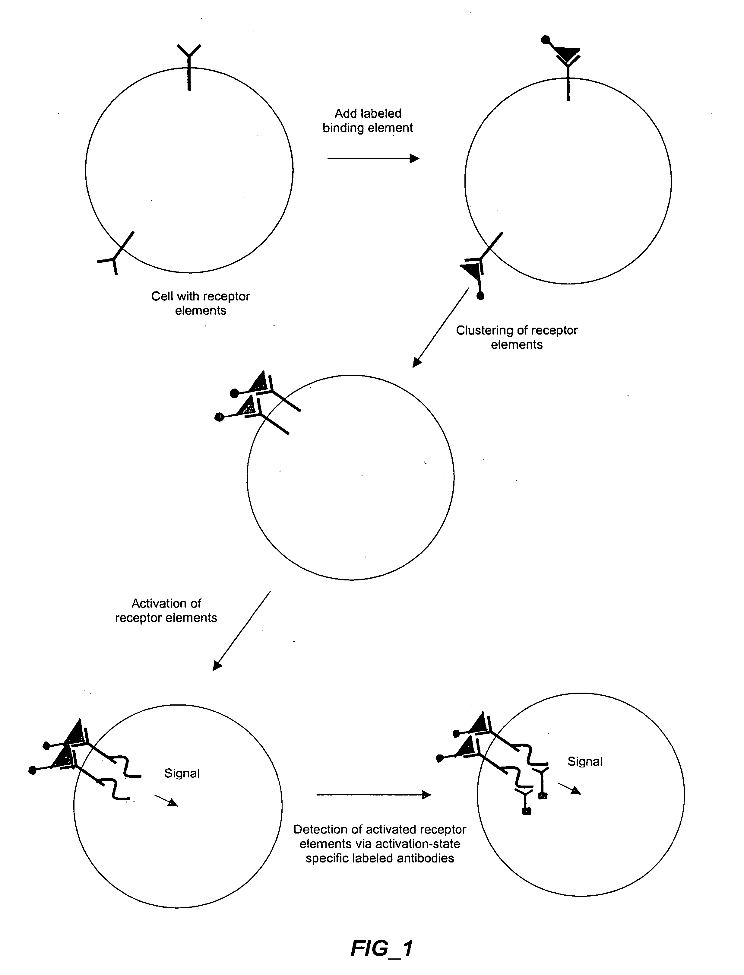 Methods and compositions for detecting receptor-ligand interactions in single cells