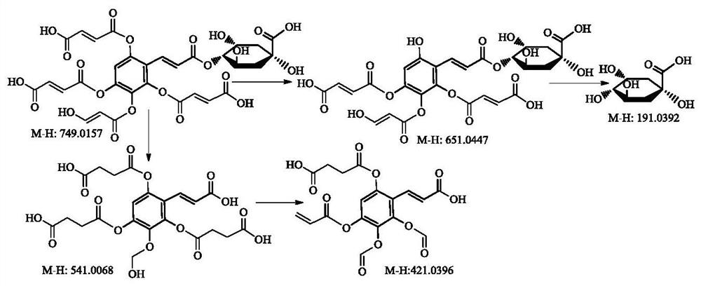 Rabdosia rubescens stem aqueous extract powder as well as preparation, anti-osteoporosis effect and application thereof