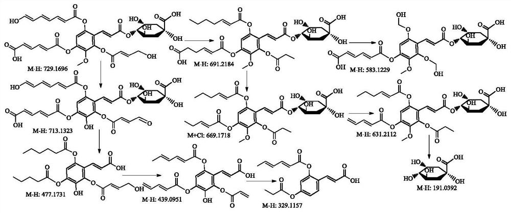 Rabdosia rubescens stem aqueous extract powder as well as preparation, anti-osteoporosis effect and application thereof