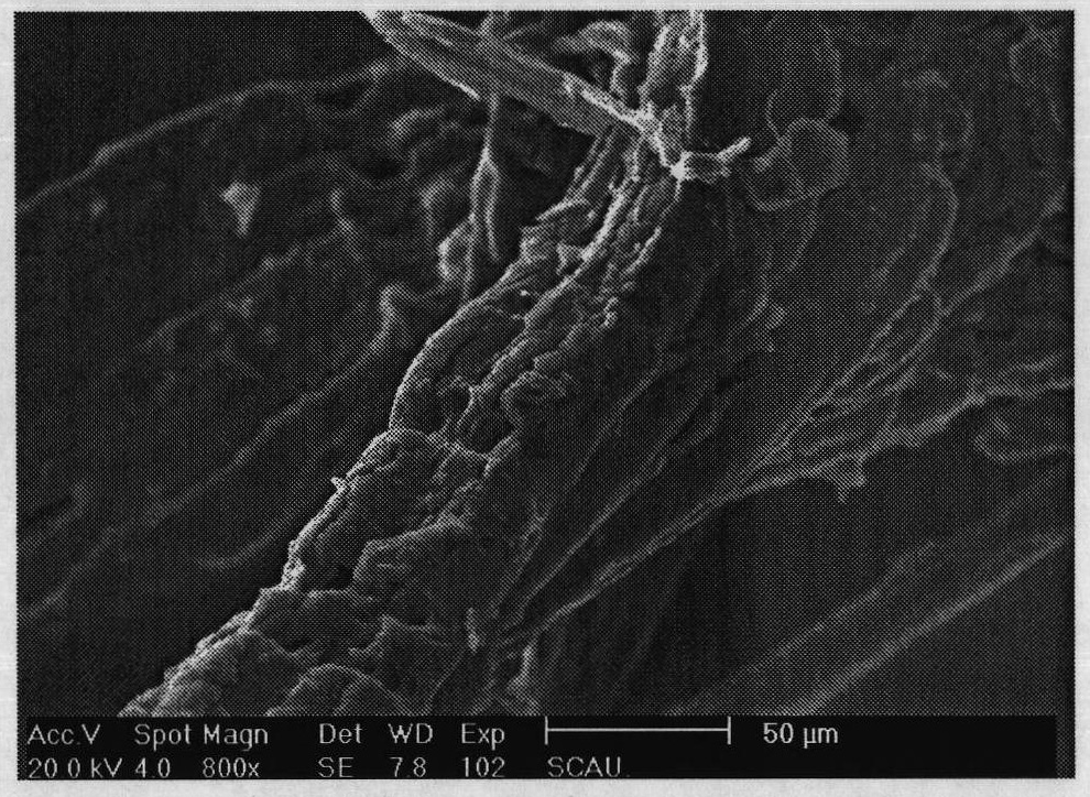 Wood fiber water-absorbent material and preparation method thereof