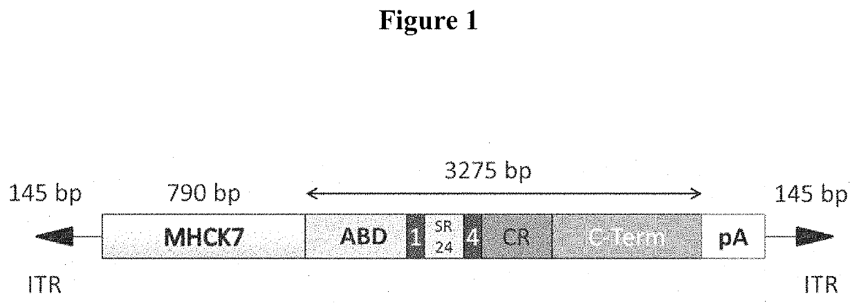 Adeno-associated virus vector delivery of a fragment of micro-dystrophin to treat muscular dystrophy