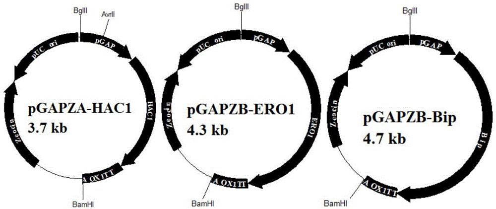 Method for improving expression amount of secretory foreign protein in pichia pastoris