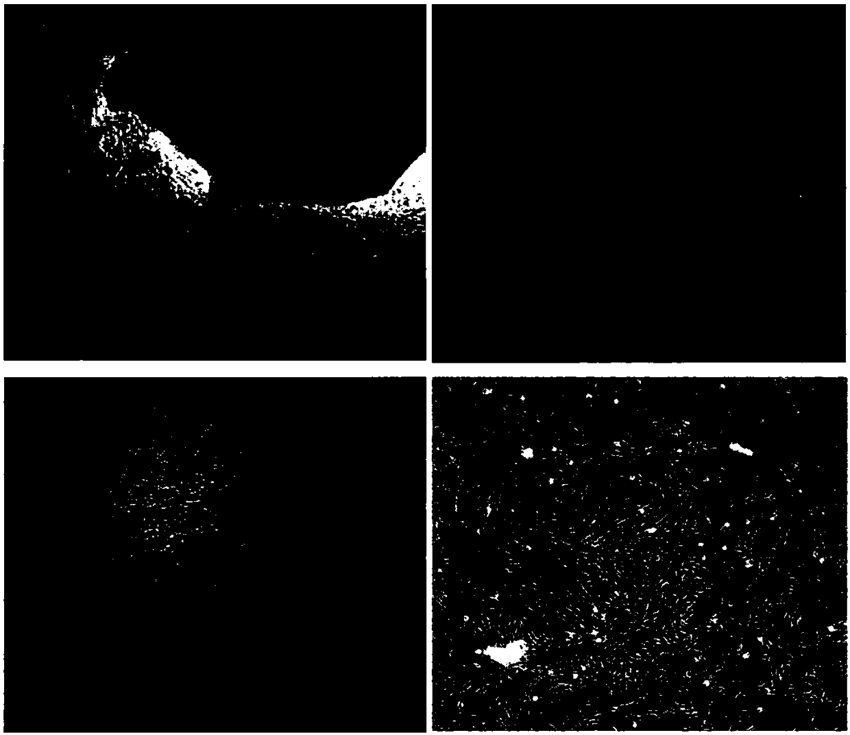 Preparation method for improving yield of umbilical cord derived mesenchymal stem cell primary cells