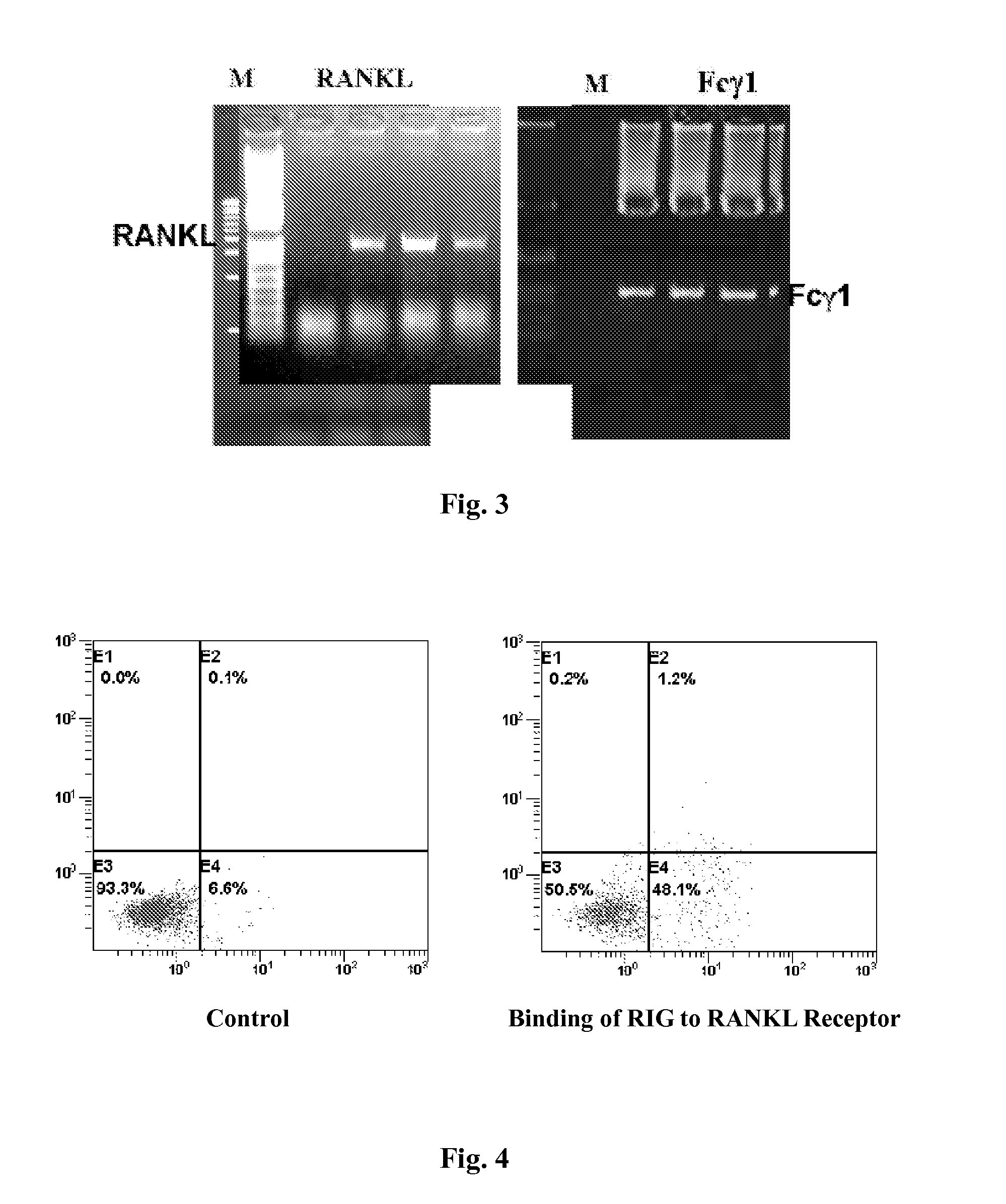 Fusion Protein Inhibiting Osteoclast Formation, Preparation Method and Medicine Compositions Thereof