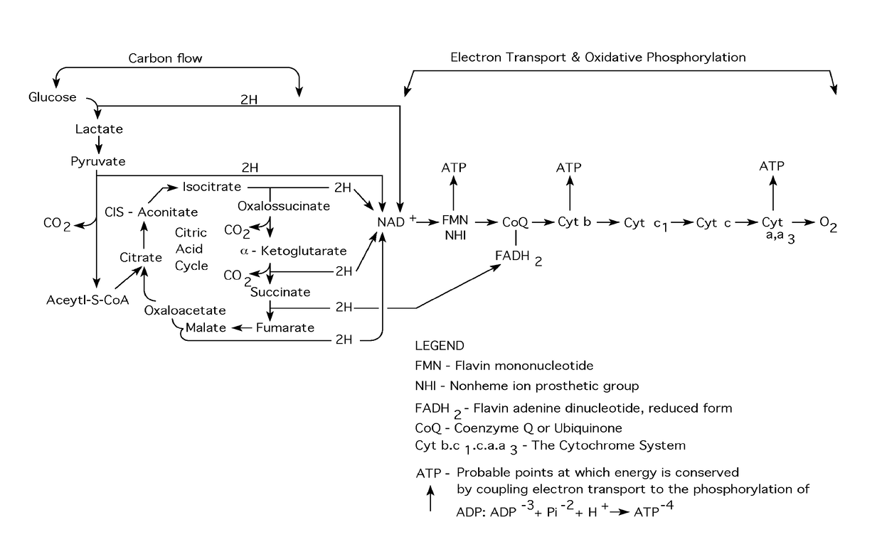 Bio-energy power system