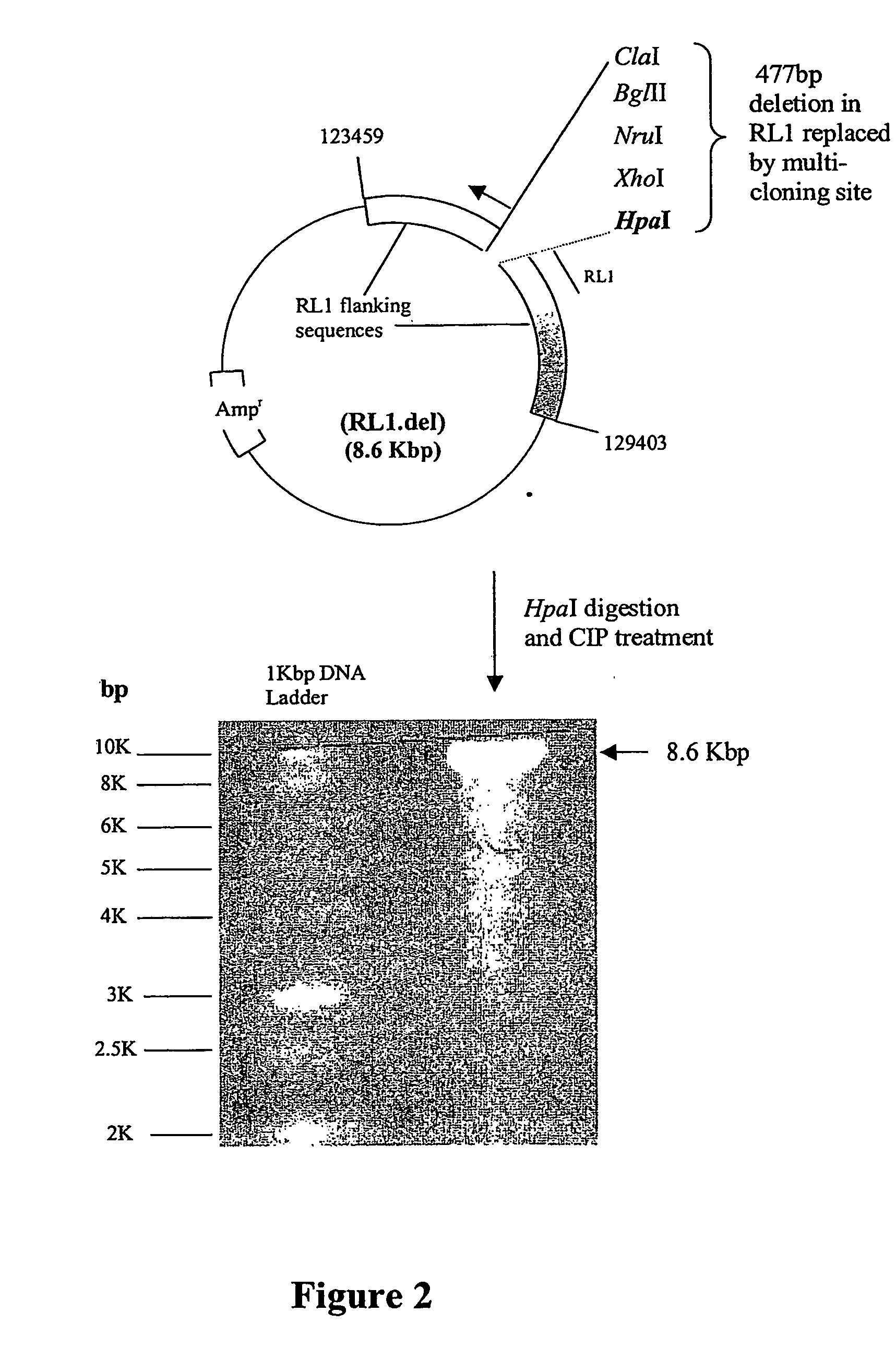 Vectors, mutant viruses and methods for generating mutant viruses